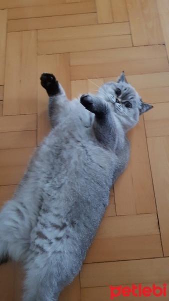 Scottish Fold, Kedi  Seker fotoğrafı