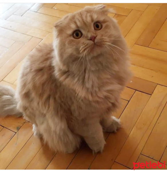 Scottish Fold, Kedi  Saman fotoğrafı
