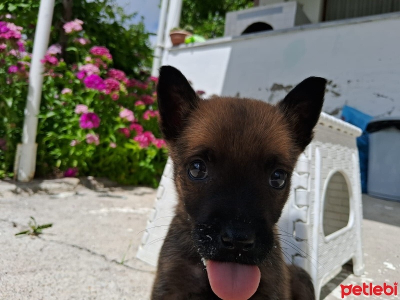 Belçika Malinois, Köpek  Max fotoğrafı