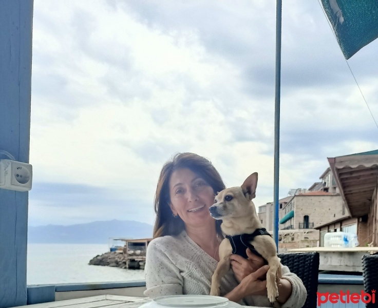 Chihuahua, Köpek  Tarçın fotoğrafı