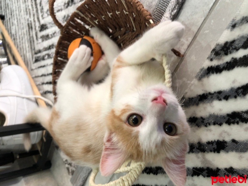 Sarman, Kedi  Mavi fotoğrafı