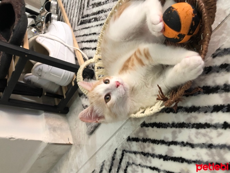 Sarman, Kedi  Mavi fotoğrafı