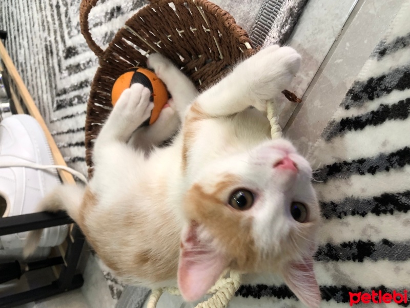 Sarman, Kedi  Mavi fotoğrafı