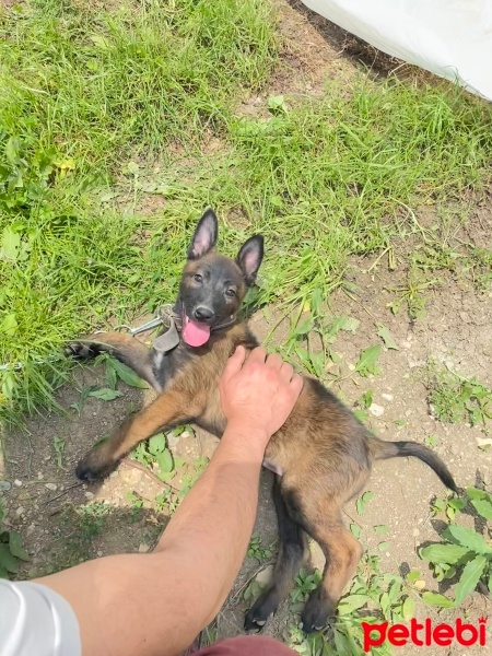Belçika Malinois, Köpek  Foks fotoğrafı