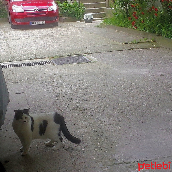 Tekir Kedi, Kedi  benek fotoğrafı