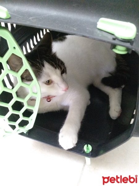 Tekir Kedi, Kedi  Minnoş fotoğrafı