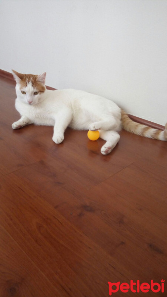 Tekir Kedi, Kedi  Simon fotoğrafı