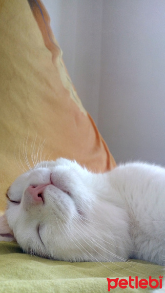 Tekir Kedi, Kedi  Simon fotoğrafı