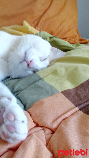 Tekir Kedi, Kedi  Simon fotoğrafı