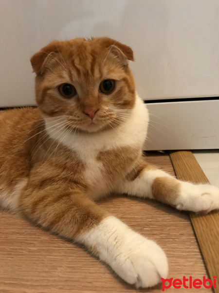 Scottish Fold, Kedi  Pika fotoğrafı