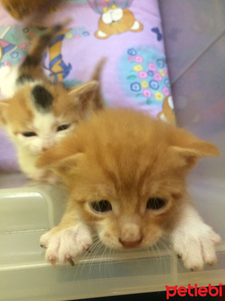 Tekir Kedi, Kedi  minnaklar fotoğrafı