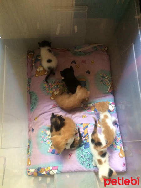 Tekir Kedi, Kedi  minnaklar fotoğrafı