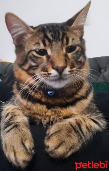 Tekir Kedi, Kedi  ÇİKO fotoğrafı