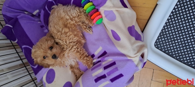 Maltese, Köpek  LATTE fotoğrafı