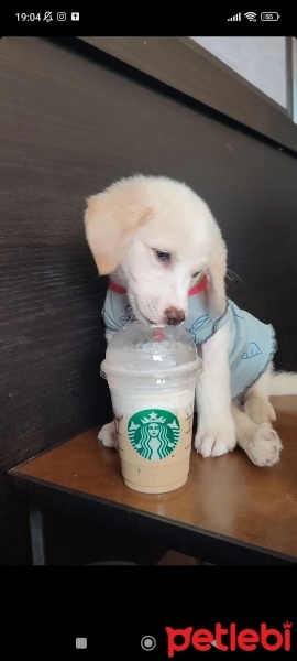 Golden Retriever, Köpek  Güneş fotoğrafı
