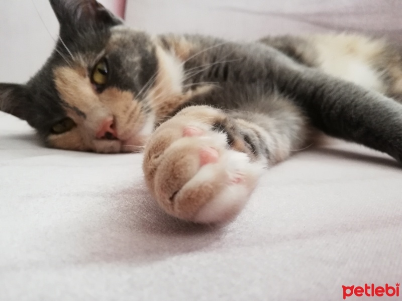 Tekir Kedi, Kedi  Minnoş fotoğrafı
