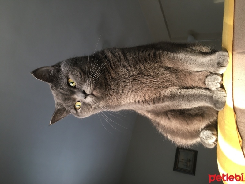 British Shorthair, Kedi  Luna fotoğrafı