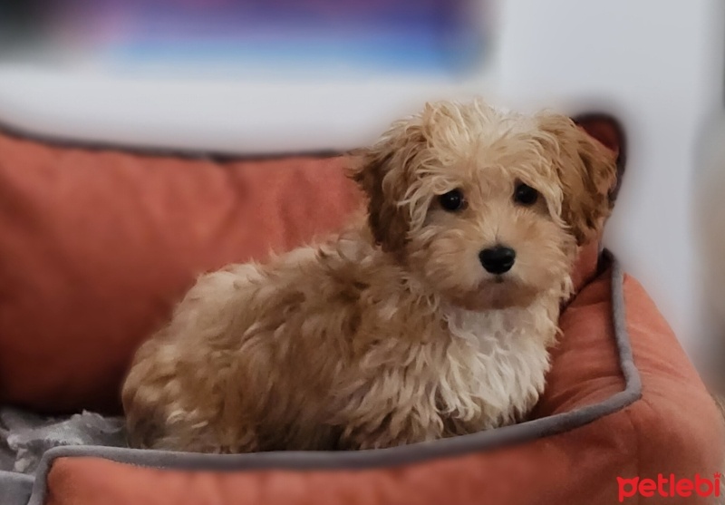 Maltese, Köpek  Lady fotoğrafı