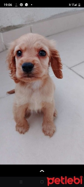 Amerikan Cocker Spaniel, Köpek  Simba fotoğrafı