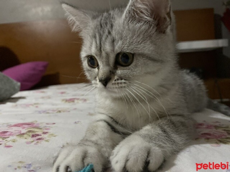 Scottish Fold, Kedi  Gümüş fotoğrafı