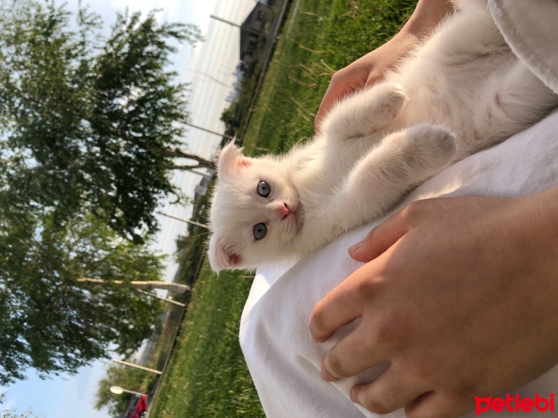 Scottish Fold, Kedi  Bulut fotoğrafı