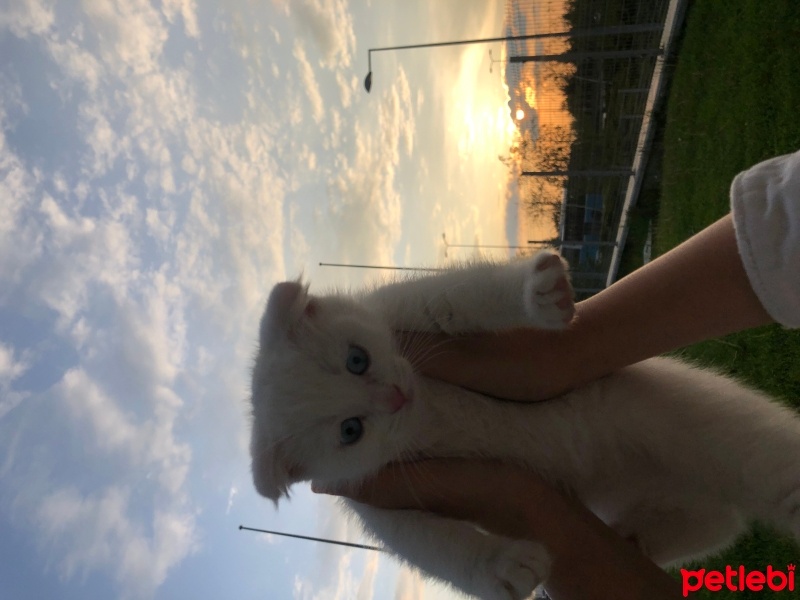 Scottish Fold, Kedi  Bulut fotoğrafı