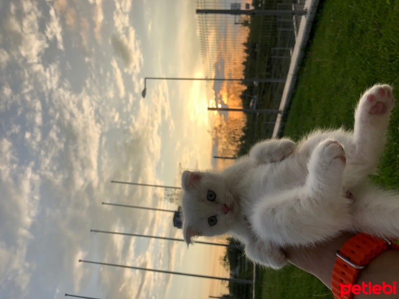 Scottish Fold, Kedi  Bulut fotoğrafı