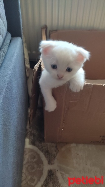 Scottish Fold, Kedi  Bulut fotoğrafı