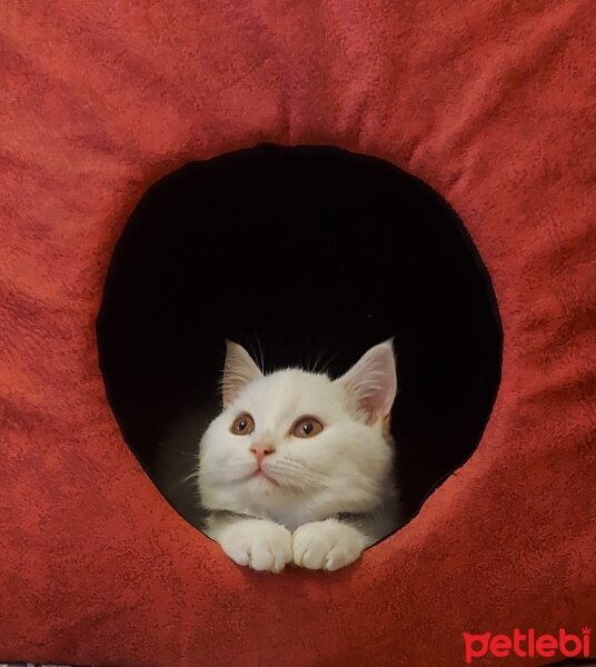 Brazilian Shorthair, Kedi  Hera fotoğrafı