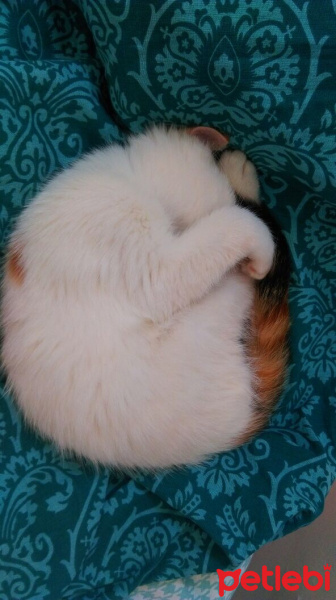 Ankara Kedisi, Kedi  İZMİR fotoğrafı