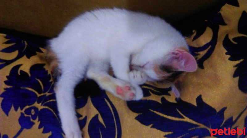 Ankara Kedisi, Kedi  İZMİR fotoğrafı