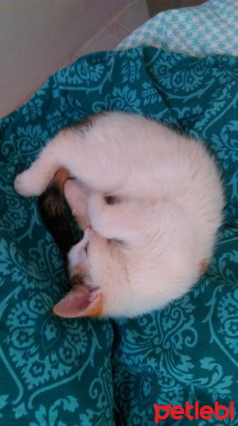 Ankara Kedisi, Kedi  İZMİR fotoğrafı