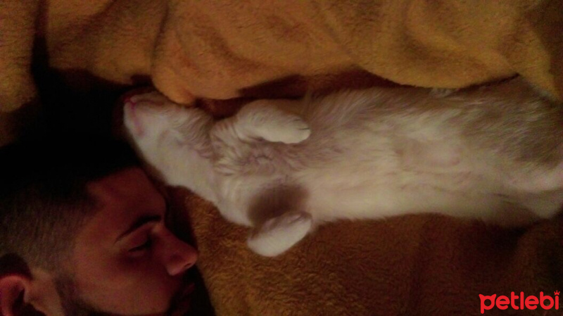 Ankara Kedisi, Kedi  İZMİR fotoğrafı