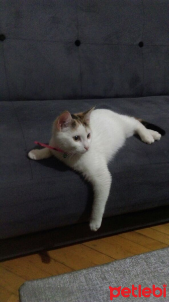 Ankara Kedisi, Kedi  İZMİR fotoğrafı