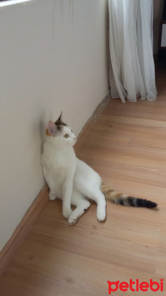 Ankara Kedisi, Kedi  İZMİR fotoğrafı