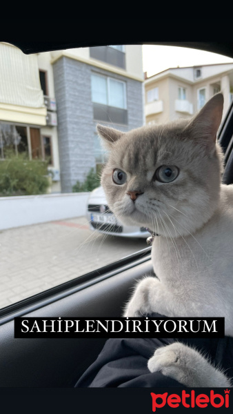 Scottish Fold, Kedi  Duman fotoğrafı
