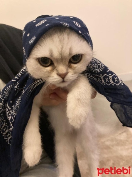 British Shorthair, Kedi  Dobby fotoğrafı