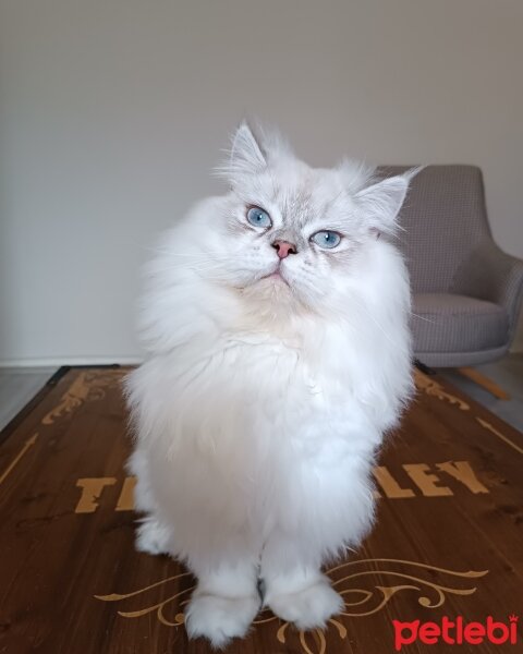 British Longhair, Kedi  Lokum fotoğrafı