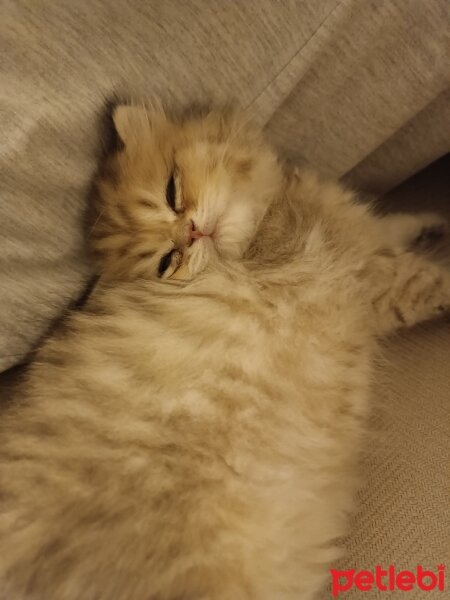 British Longhair, Kedi  Lokum fotoğrafı