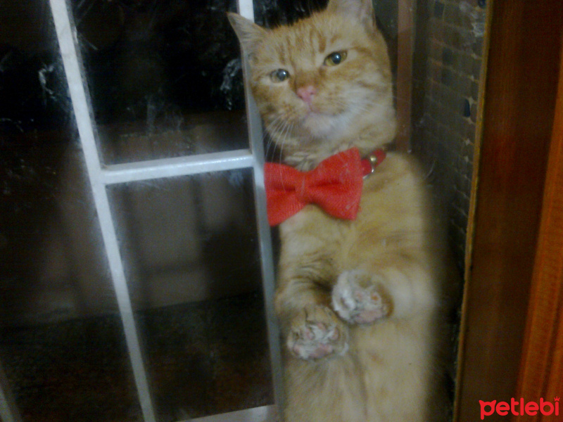 Tekir Kedi, Kedi  TİSİ fotoğrafı