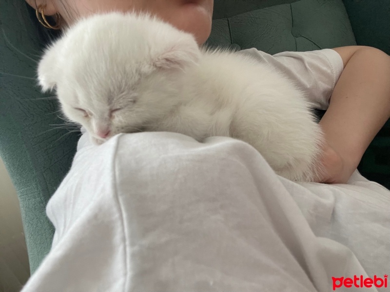 Scottish Fold, Kedi  İce fotoğrafı