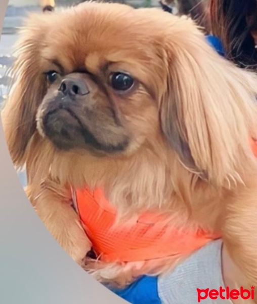 Pekingese, Köpek  Paris fotoğrafı