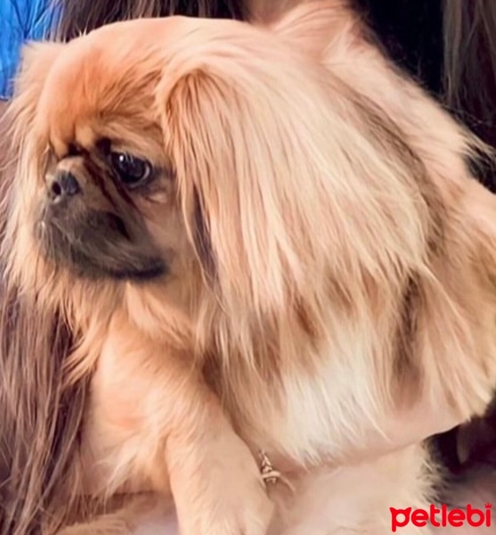 Pekingese, Köpek  Paris fotoğrafı