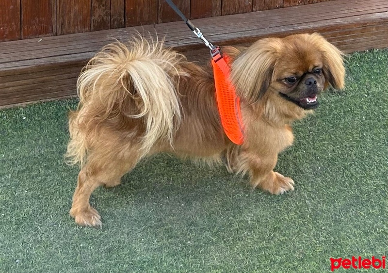 Pekingese, Köpek  Paris fotoğrafı