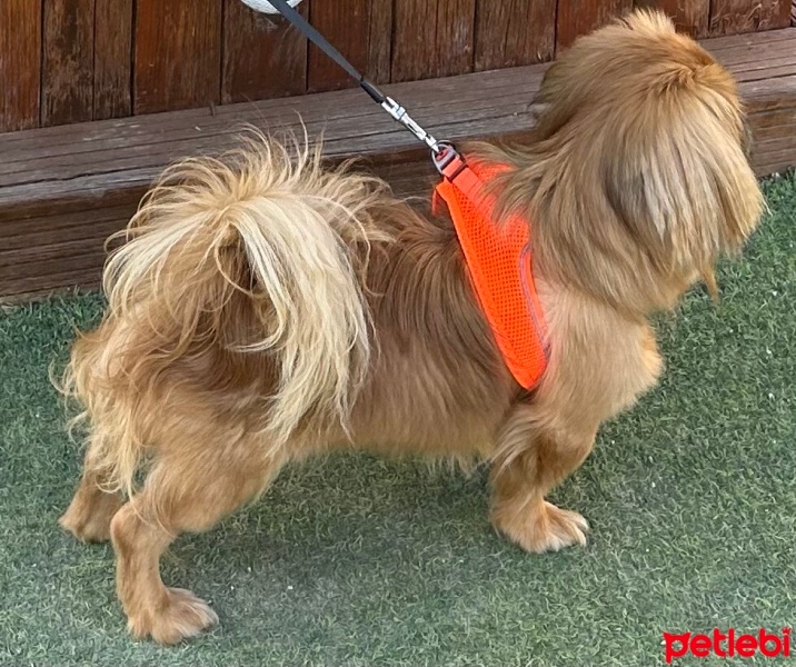 Pekingese, Köpek  Paris fotoğrafı