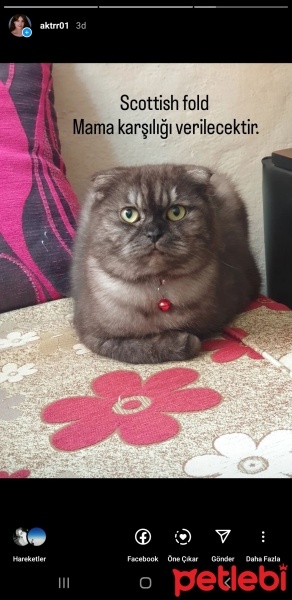 Scottish Fold, Kedi  Gece fotoğrafı