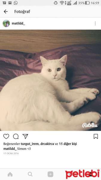 British Shorthair, Kedi  Simon fotoğrafı