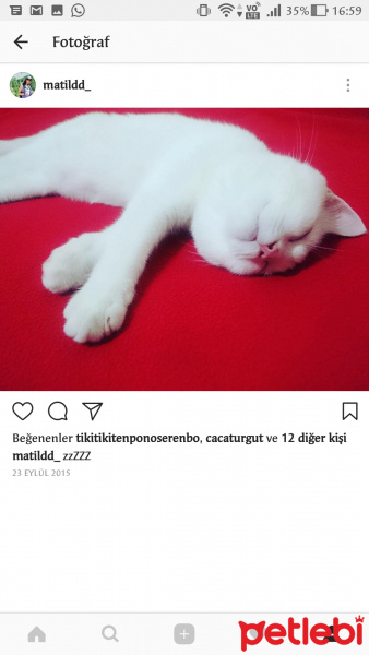 British Shorthair, Kedi  Simon fotoğrafı
