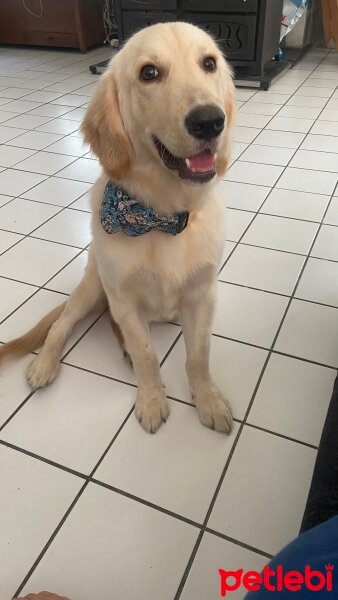 Golden Retriever, Köpek  Eros fotoğrafı