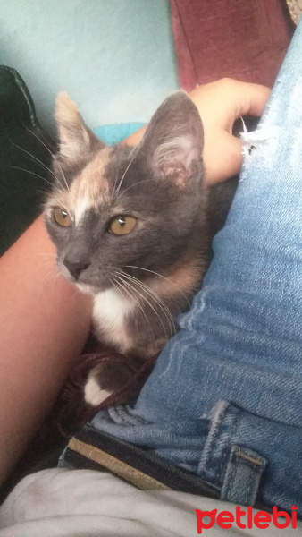 Soke, Kedi  Terlik fotoğrafı